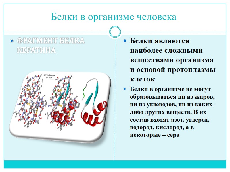 Белки в организме человека ФРАГМЕНТ БЕЛКА КЕРАТИНА Белки являются наиболее сложными веществами организма и